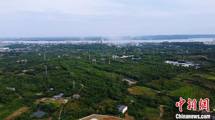湖北宜昌姚家港化工園周圍綠樹成蔭。<a target='_blank' href='http://www.chinanews.com/'>中新社</a>記者董曉斌攝